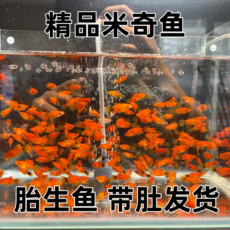 【直播专属】高品质红米奇鱼小型热带鱼胎生观赏好养耐活适合新手