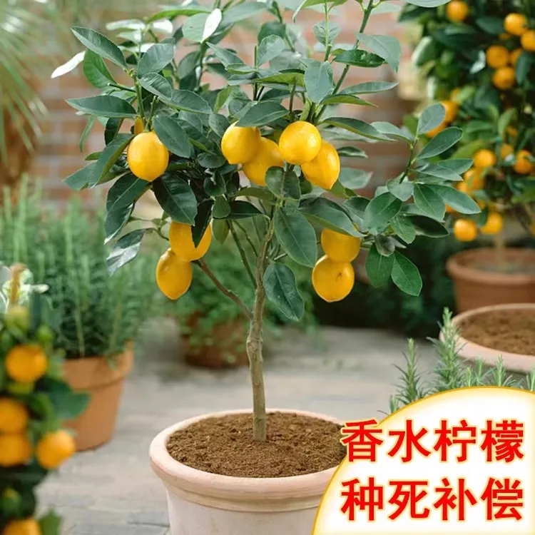 香水柠檬树苗盆栽地栽可食用清香绿植阳台庭院种植当年结果