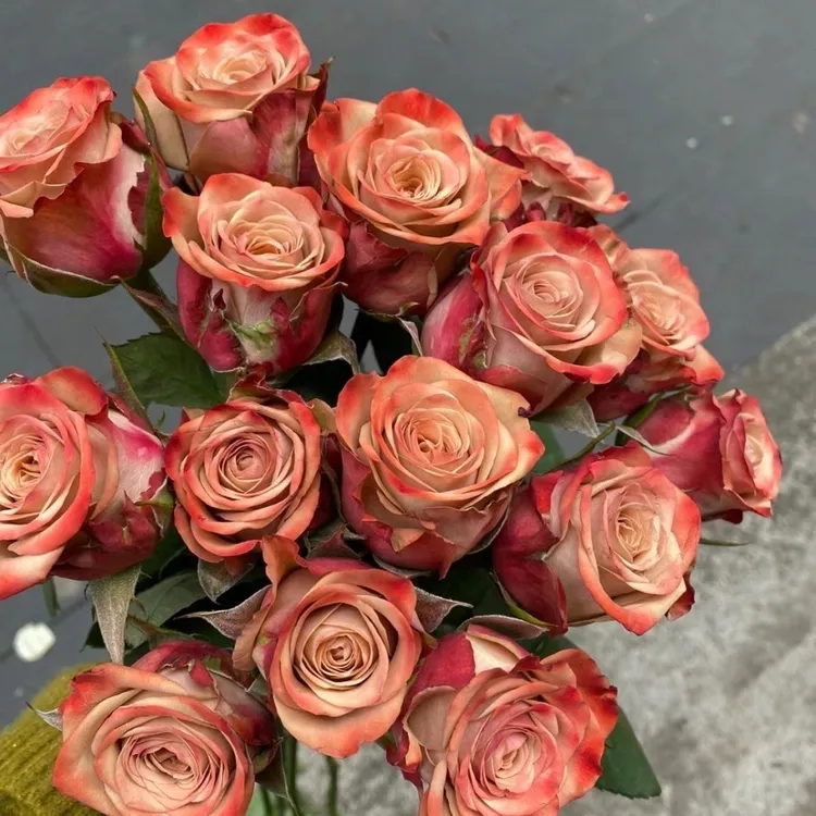 玫瑰花复古卡布奇诺云南玫瑰鲜花基地直发花束鲜切花情人节批发