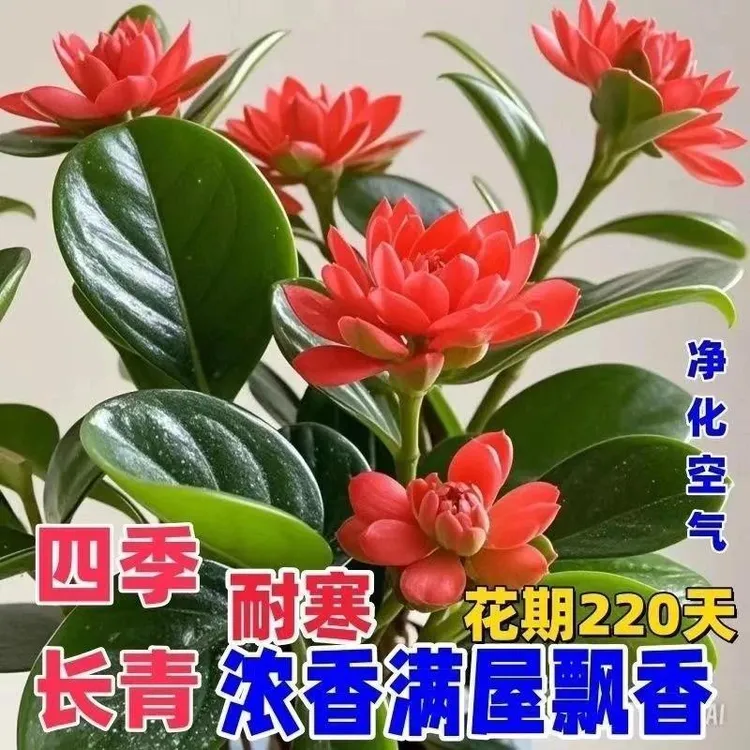 基地直发【清新养眼】红边碧玉盆栽四季绿植观叶植物单质氮肥A01商品图