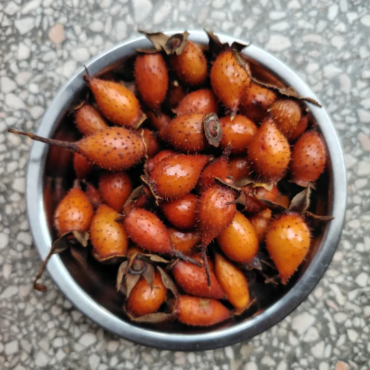 贵州野生新鲜全红金樱子青黄果可泡酒可泡水包邮