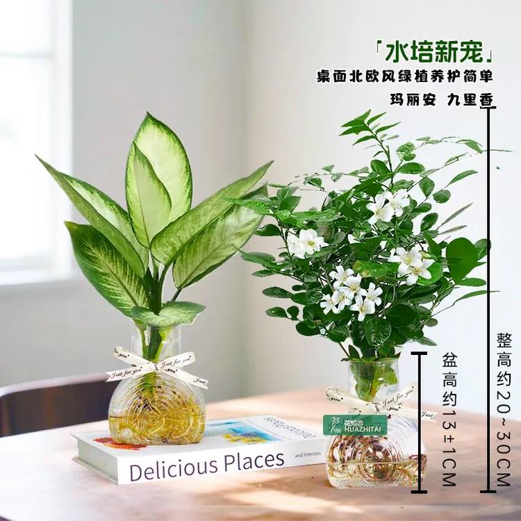 【水培玛丽安 九里香】清凉夏季20~30CM绿植物透明盆栽桌面美观美化