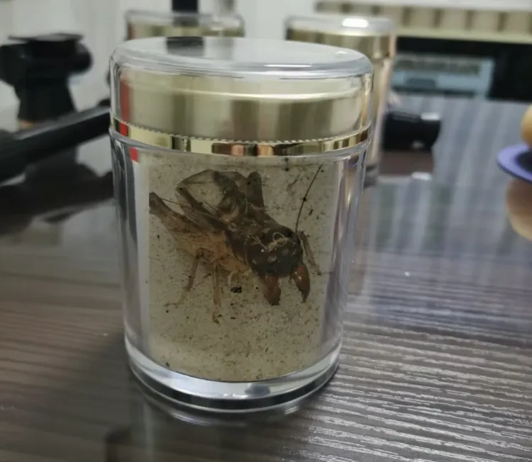 幽州魔将蟋蟀之秋虫饲料