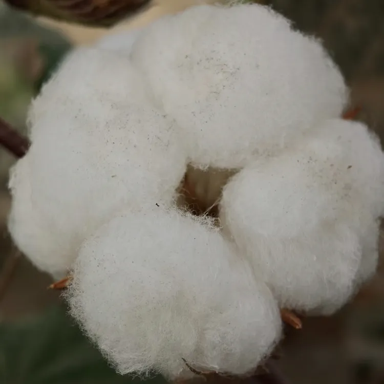 8斤（起）正宗新疆喀什（手采棉花）包邮