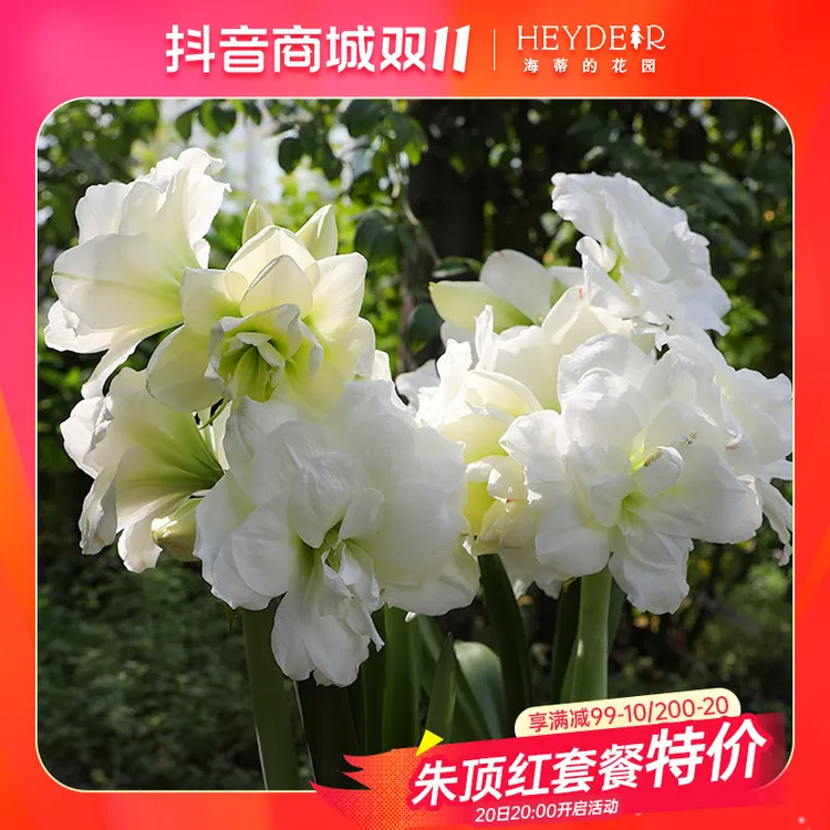 海蒂的花园朱顶红进口球多品盆栽种球新手好养护花卉阳台室内植物