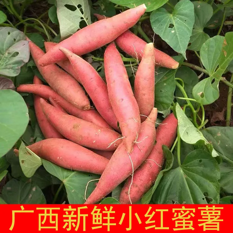 广西小蜜薯当季好吃沙地红薯新鲜现挖地瓜小香薯红心番薯西瓜红薯
