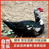  【小戴家】山林放养番鸭 现宰现杀 顺丰/京东包邮 2只净重8斤