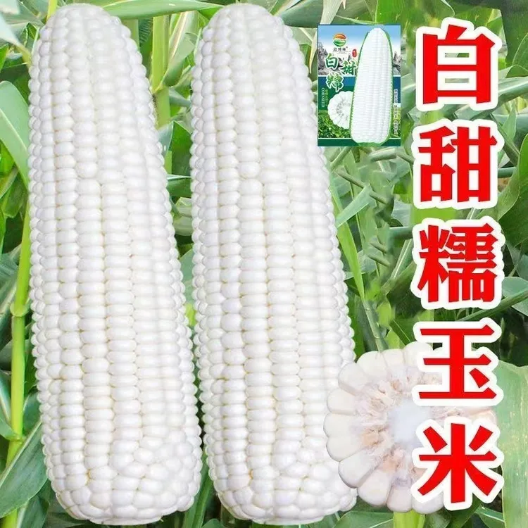当季新鲜白糯玉米四川攀枝花产地直供多规格3至9斤装