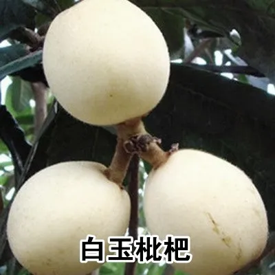 白玉枇杷苗树嫁接大果盆栽地栽大五星枇杷树果苗南北方种盆栽地栽