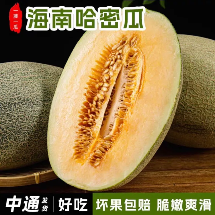 上新福利！海南直发哈密瓜5斤包邮