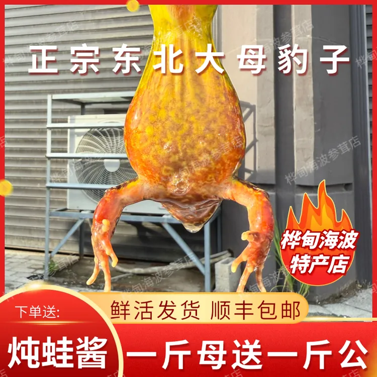 特价顺丰鲜活满籽满油东北林蛙长白山母豹子东北特产