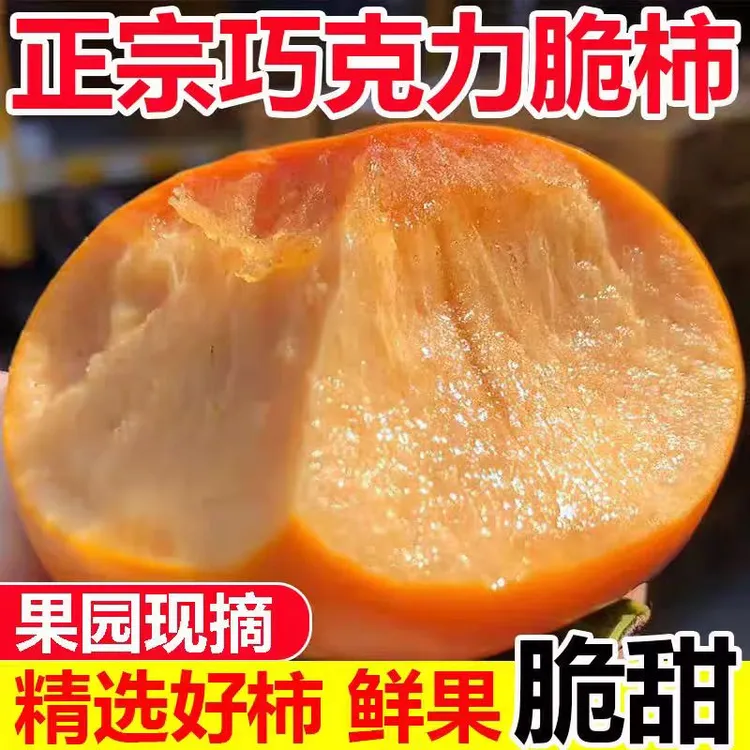 现摘正宗阳丰脆柿新鲜巧克力脆柿子 坏果包赔 纯甜不涩口香甜
