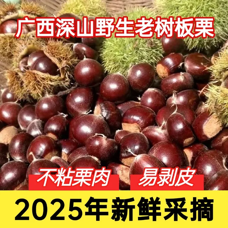 野生板栗广西深山老树栗子2025广西年有栗子甜糯毛栗子新鲜现摘