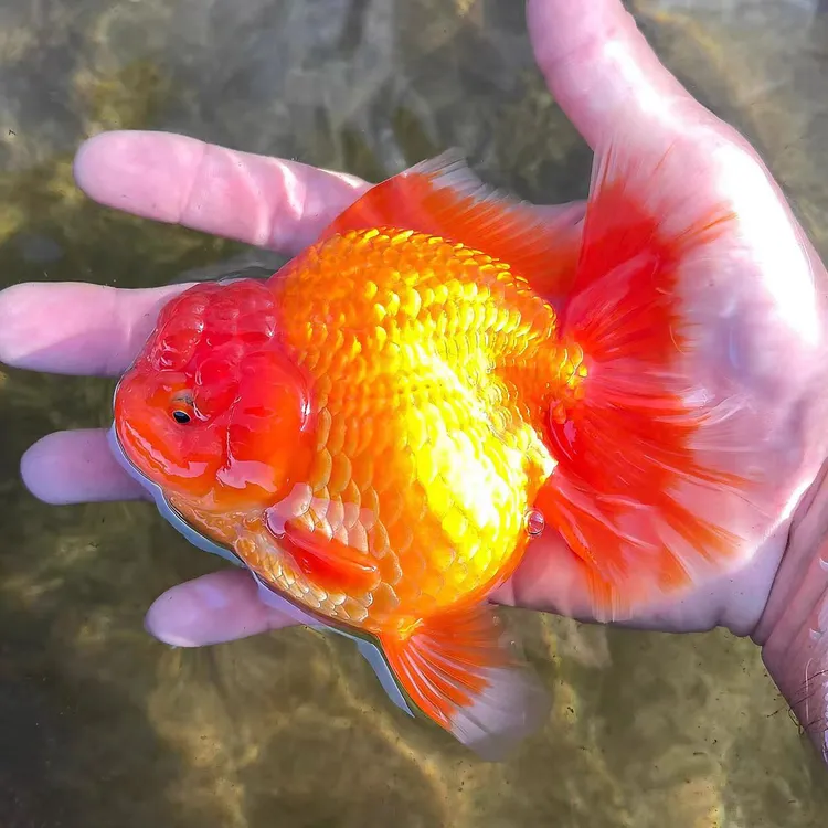 红色牌百褶泰师金鱼冷水淡水观赏鱼淡水鱼好养耐活活体鱼泰狮批发