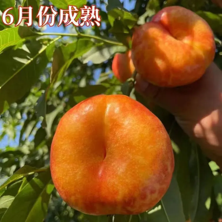 巨型彩虹油蟠桃树苗正宗嫁接蟠桃苗南北方种植当年结果盆栽地栽