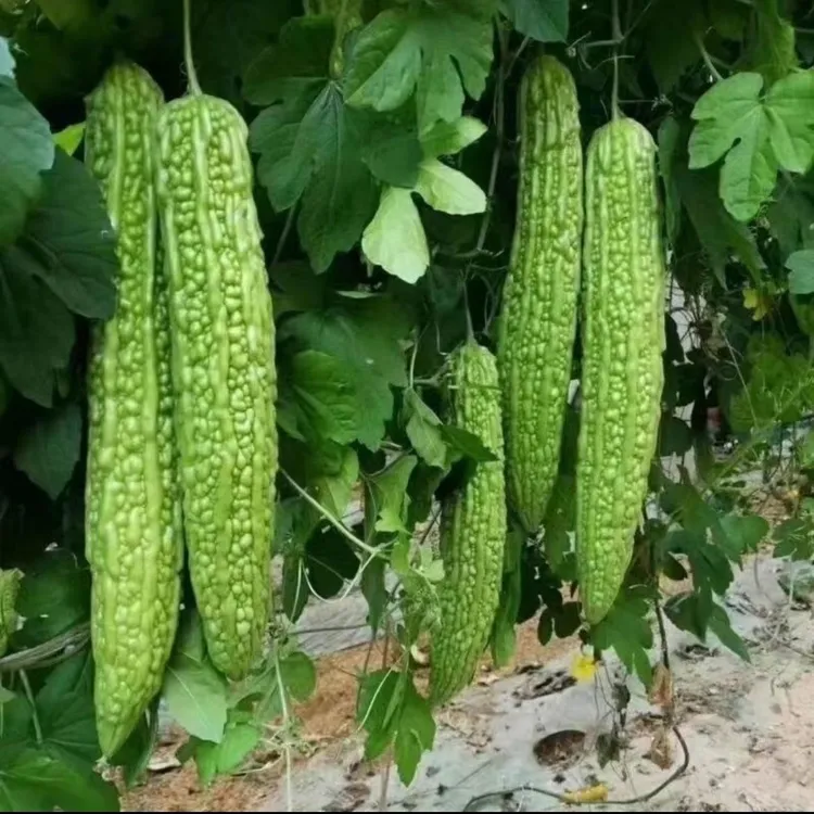 苦瓜凉瓜山东现摘现发当季自种新鲜绿心农家苦瓜青皮时令蔬菜