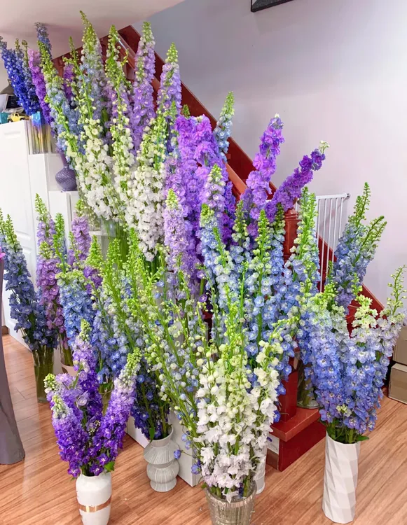 6款重瓣【大飞燕】多花多色系鲜花朵插花束鲜切花卉云南【高枝】顺丰