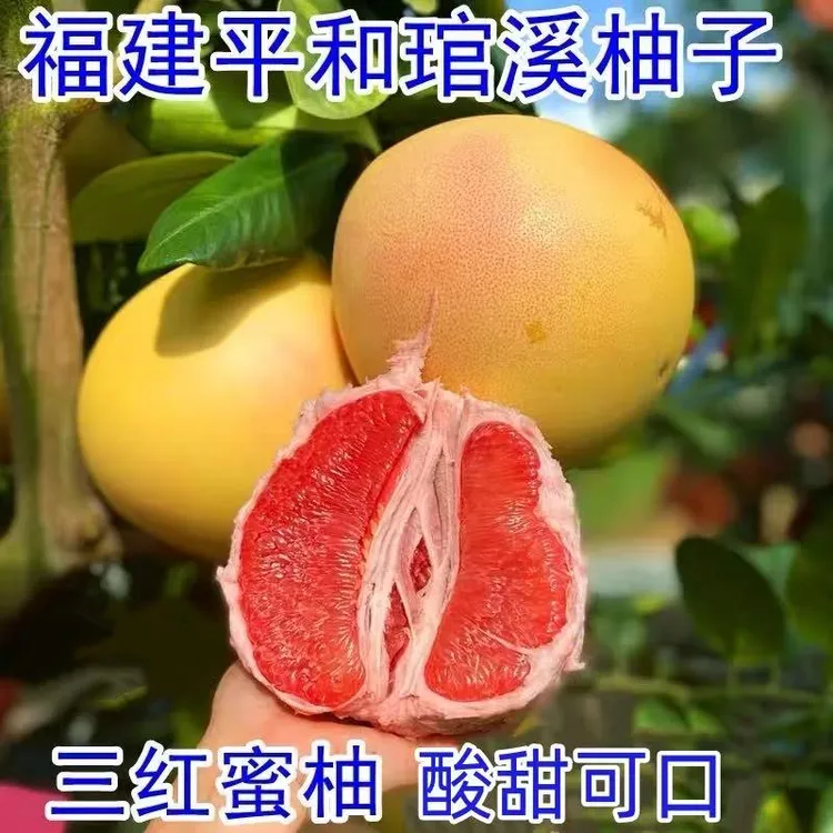 【小成专属】【福建】正宗平和琯溪三红蜜柚4.5/8.5斤装酸甜多汁产地直发