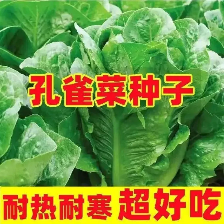 【孔雀菜种子】正品孔雀菜直立生菜沙拉菜种籽四季播种生吃脆甜商品图