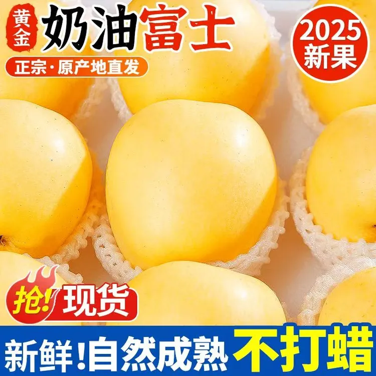 【2025新年果上市】山东烟台栖霞奶油富士苹果应季采摘产地直发