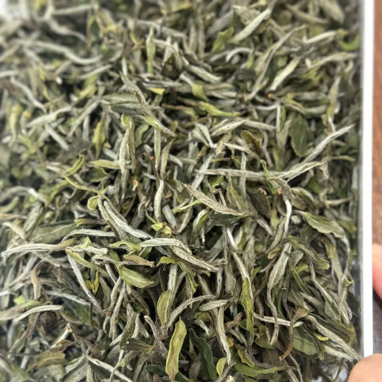 湖林清·2024年首采荒野牡丹