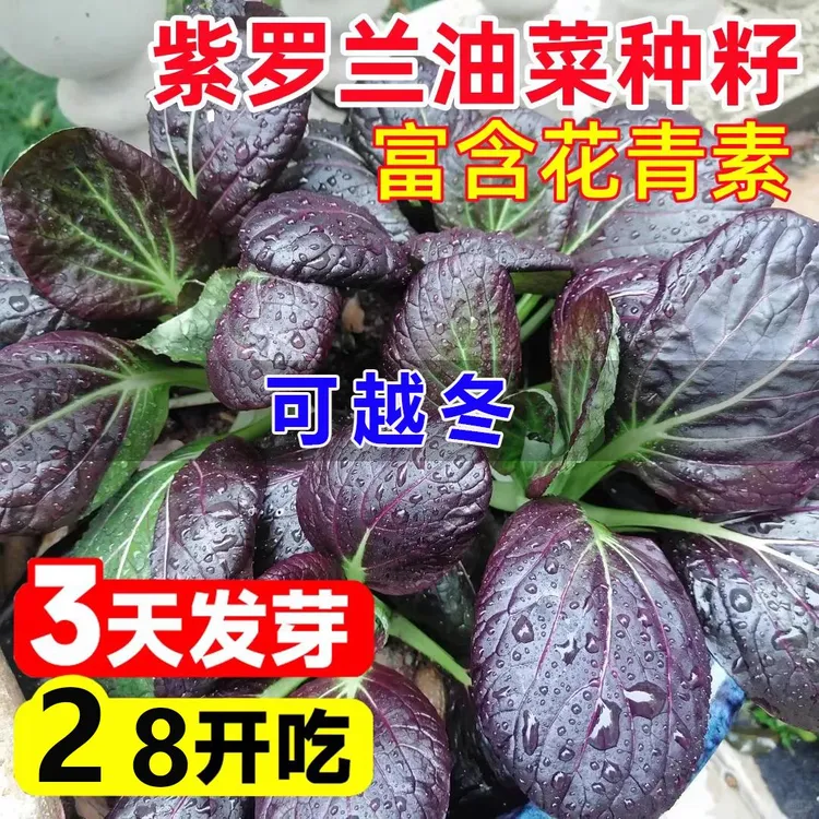 玫瑰花卉国兰/杂交兰/洋兰类 月季/蔷薇 玫瑰 园艺用品商品图
