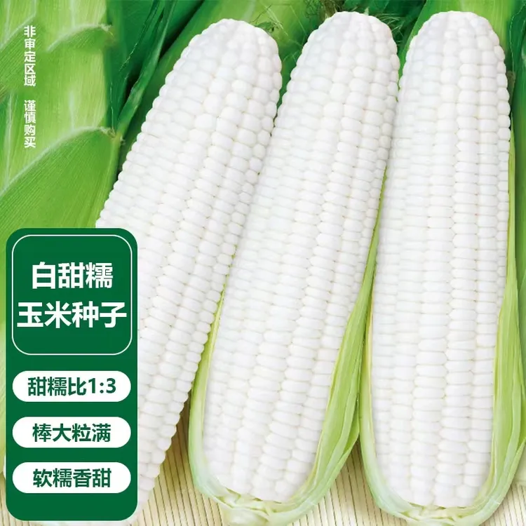 精选优质高产白甜糯玉米种子（厂家直供）抗病强易种植国审种子商品图