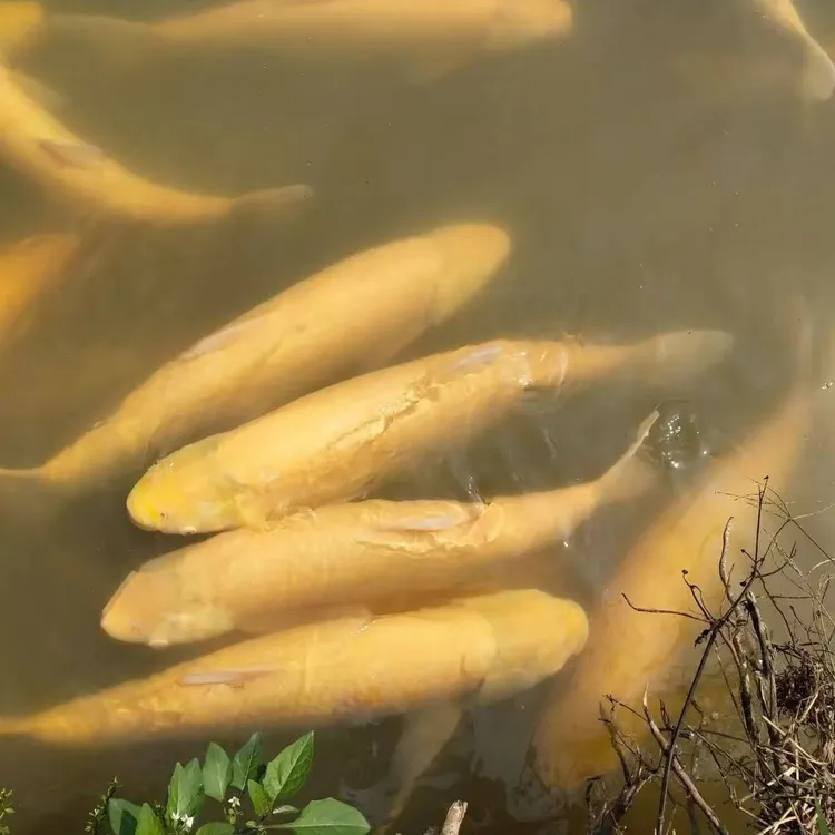 【精品挑选】超大尺寸俄罗斯金丝脆皖草鱼黄金草鱼宠物鱼水族活体