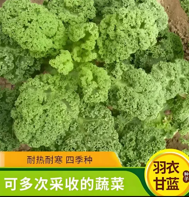 【zs】羽衣甘蓝种子种籽苗孑食用秋冬季紫色蔬菜种籽