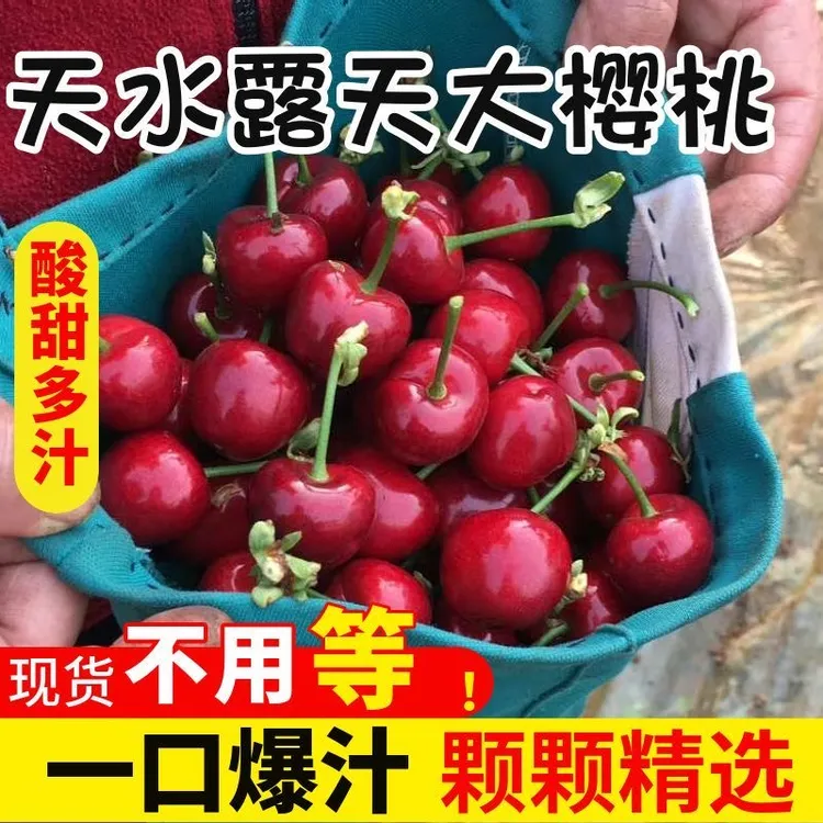 【头茬天水大樱桃】现摘天水头茬露天大樱桃车厘子空运冷链商品图