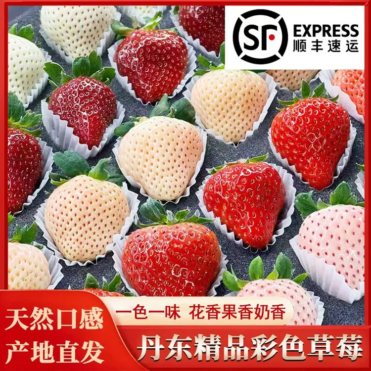 【彩色草莓四色中礼盒】一斤装正宗丹东彩莓顺丰京东包邮