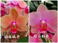 【喜鹊3花剑】蝴蝶兰年宵花优选寓意喜上眉梢居家装饰花卉
