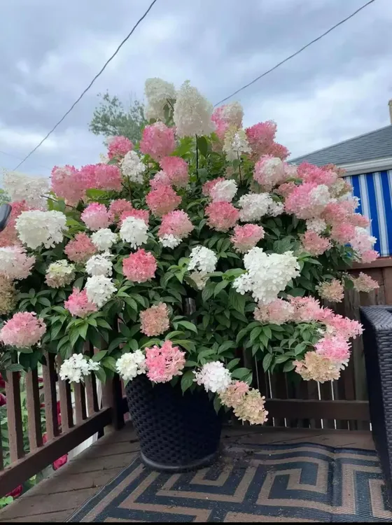 香草宝塔圆锥绣球盆栽花期长花球大抗旱耐晒庭院绿植阳台大型植物