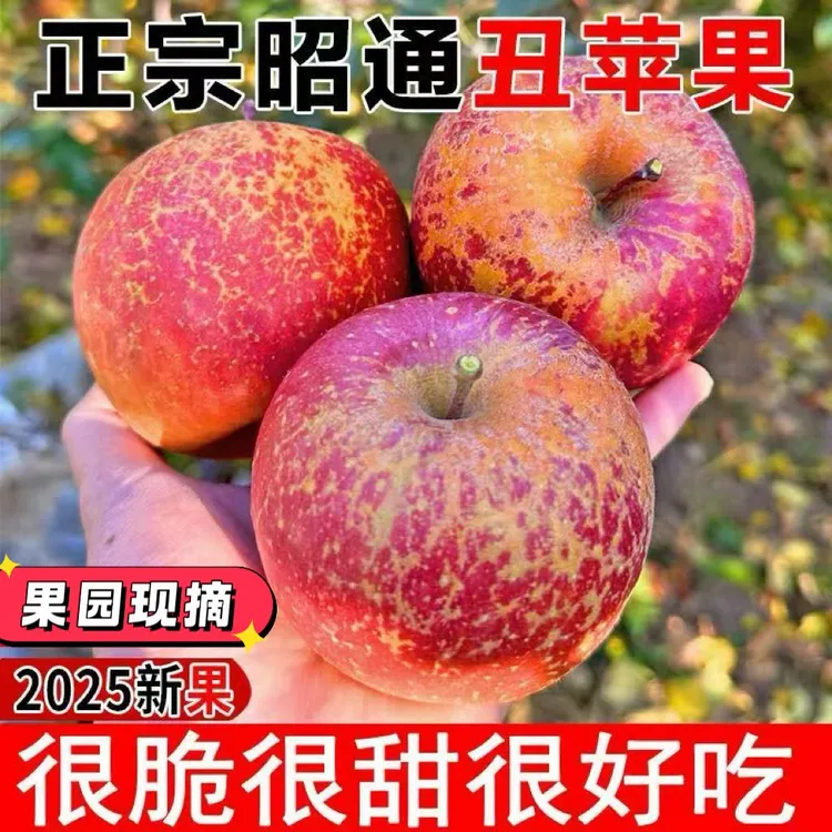 【2025】云南昭通正宗冰糖心苹果新鲜应季脆甜多汁产地直发应季水果