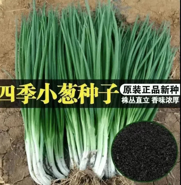 四季小香葱小分葱小葱种籽子阳台盆栽小香葱农家庭院种植蔬菜种籽