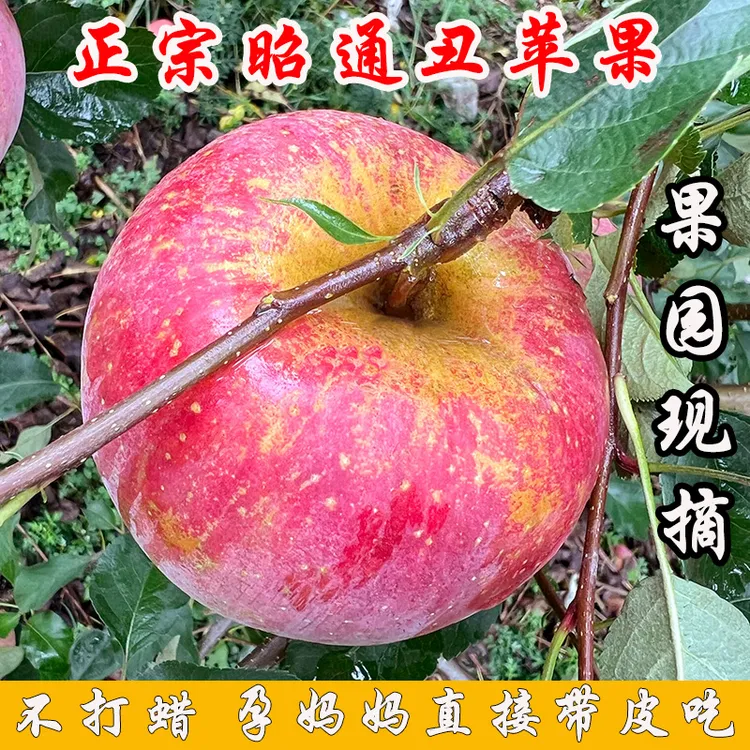 【坏果包赔】云南昭通冰糖心丑苹果新鲜水果红富士脆甜多汁5/9斤装