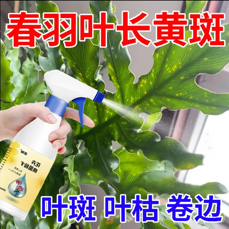 春羽叶子周边长黄斑点龙鳞老桩春羽叶面黄斑叶斑叶枯烂根病营养液