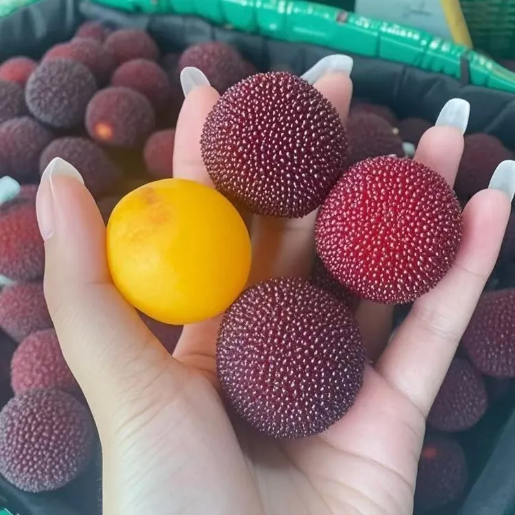 新品东魁杨梅树苗南北方阳台盆栽地栽黑炭水晶杨梅果树苗带叶发货