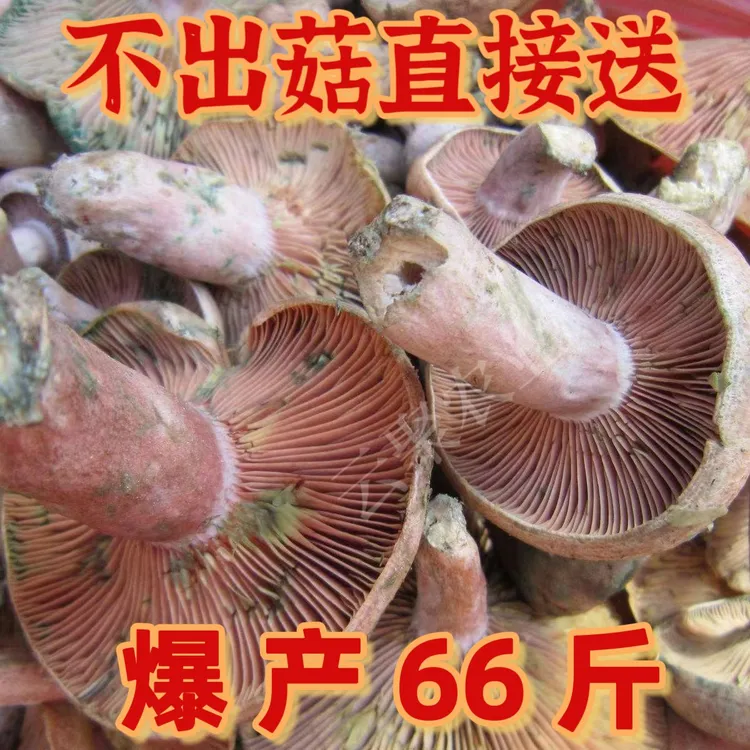 培育乌纵菌原种菌包 菌种家种黄枞菌 松纵菌松菇人工种植菌包