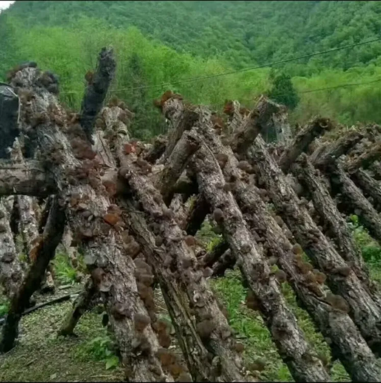 精品正宗木椴木耳手工选东北黑木耳新货椴木黑木耳无根软糯秋木耳