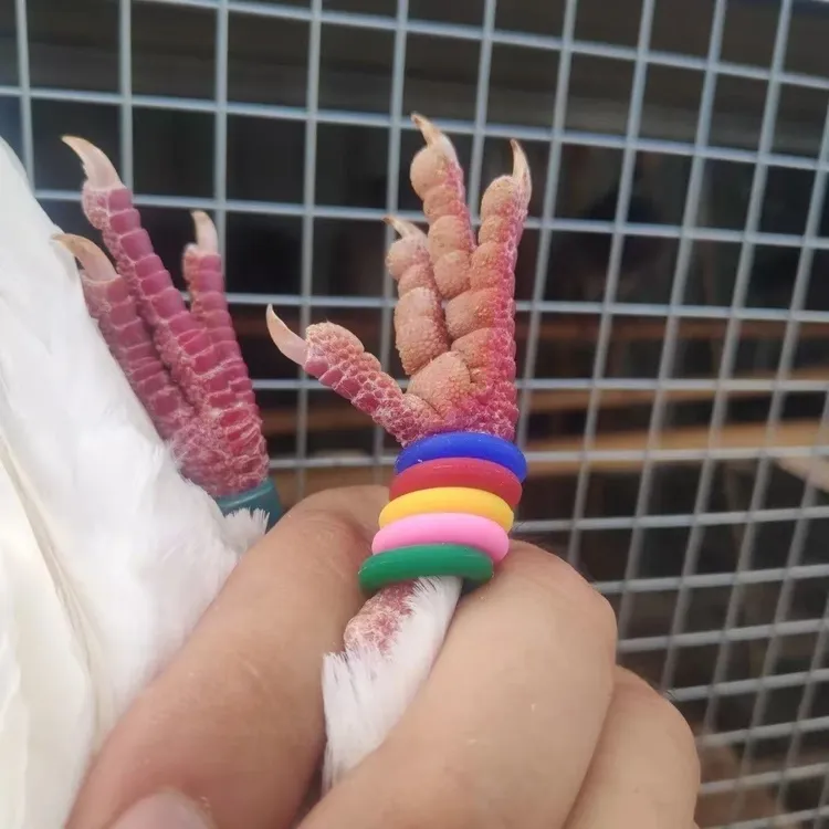 赛鸽识别环彩色脚环彩色识别信鸽足环防滑圈橡胶弹力环