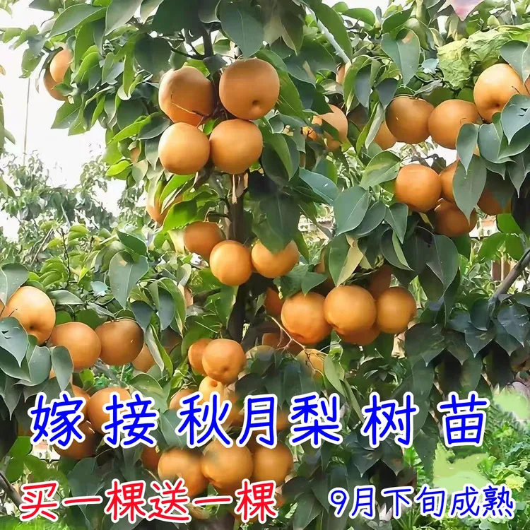 梨树苗嫁接秋月梨树苗南方北方山坡丘陵平原种植当年结果抗旱耐寒