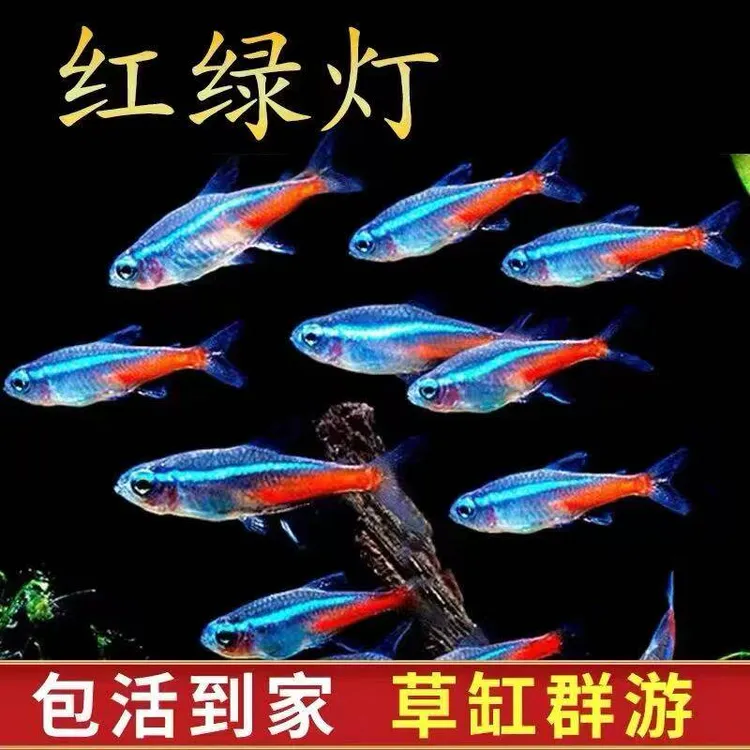 红绿灯小型灯科鱼孔雀鱼热带观赏鱼淡水宝莲灯鱼活体鱼群游鱼饲料