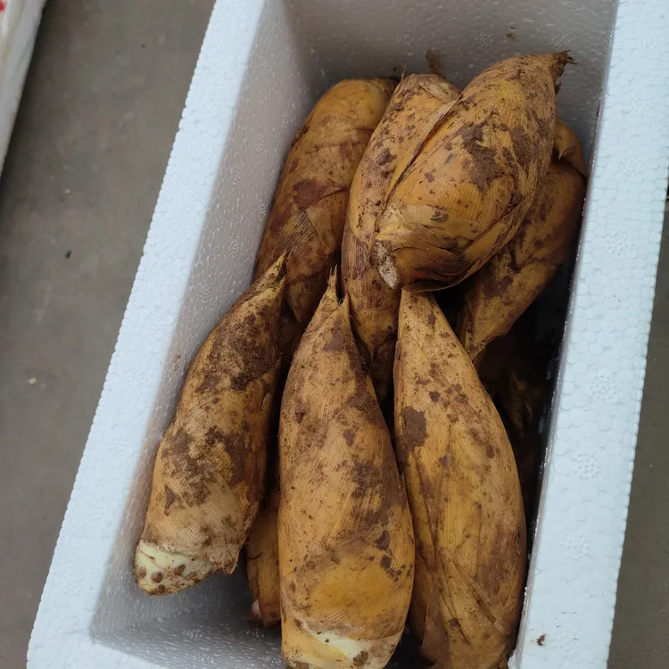 四川高山黄泥冬笋现挖单个1斤以上笋王。