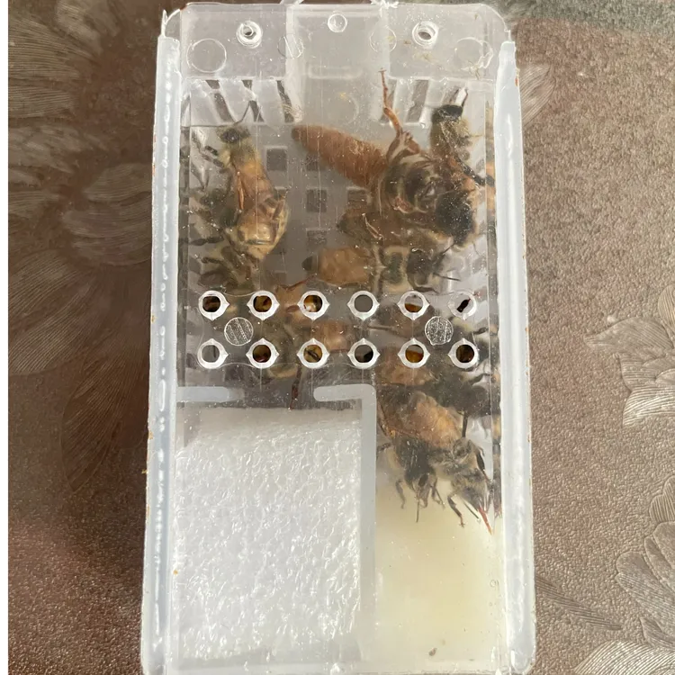 意蜂国峰213远东处王蜜型王高产