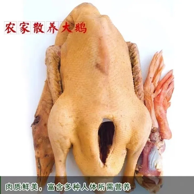 农村纯粮食喂养大鹅