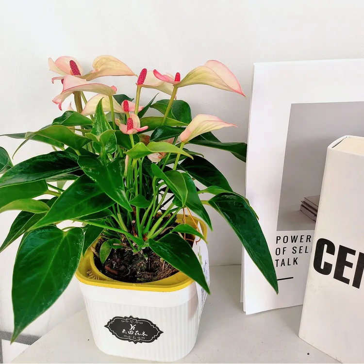 云田花木【玛塔塔】红掌花卉 (赠水培盆+颗粒肥）