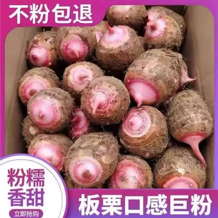 浙江红芽芋艿新鲜现挖软糯香甜毛芋头香芋小芋头红芋艿5/3斤商品图