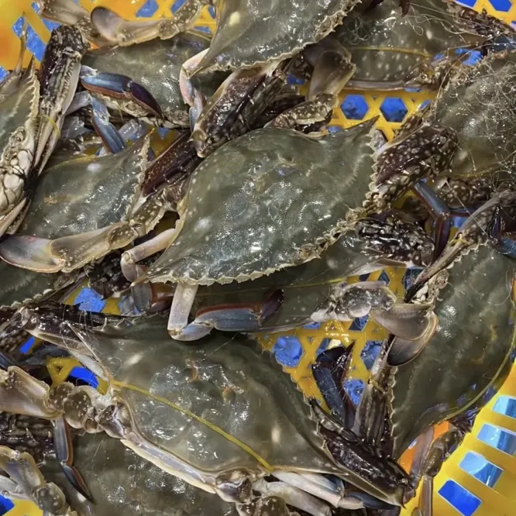 大公蟹子丹东东港梭子蟹【保鲜不保活】每只3-4两三斤装