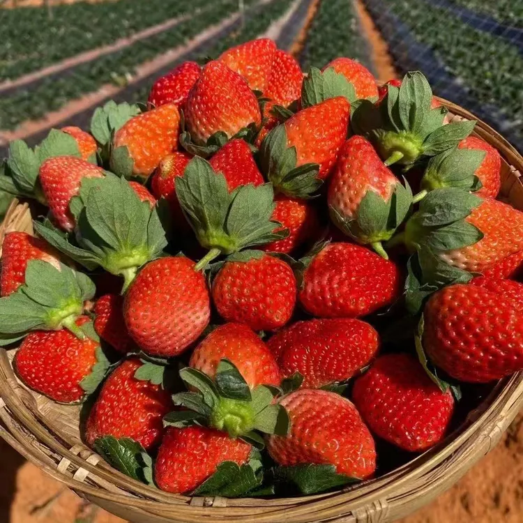 （顺丰包邮）云南露天草莓新鲜采摘孕妇水果可做冰糖葫芦做蛋糕专用